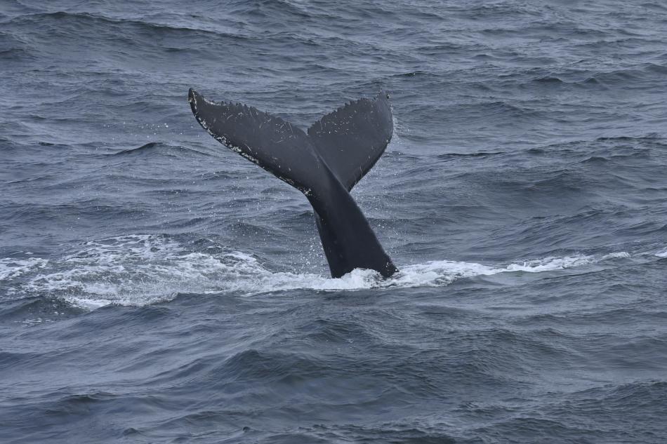 fluke whale