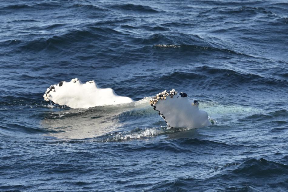 humpback whale pectoral fins