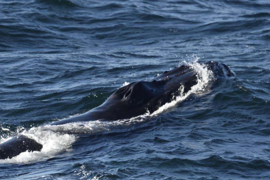 humpback whale