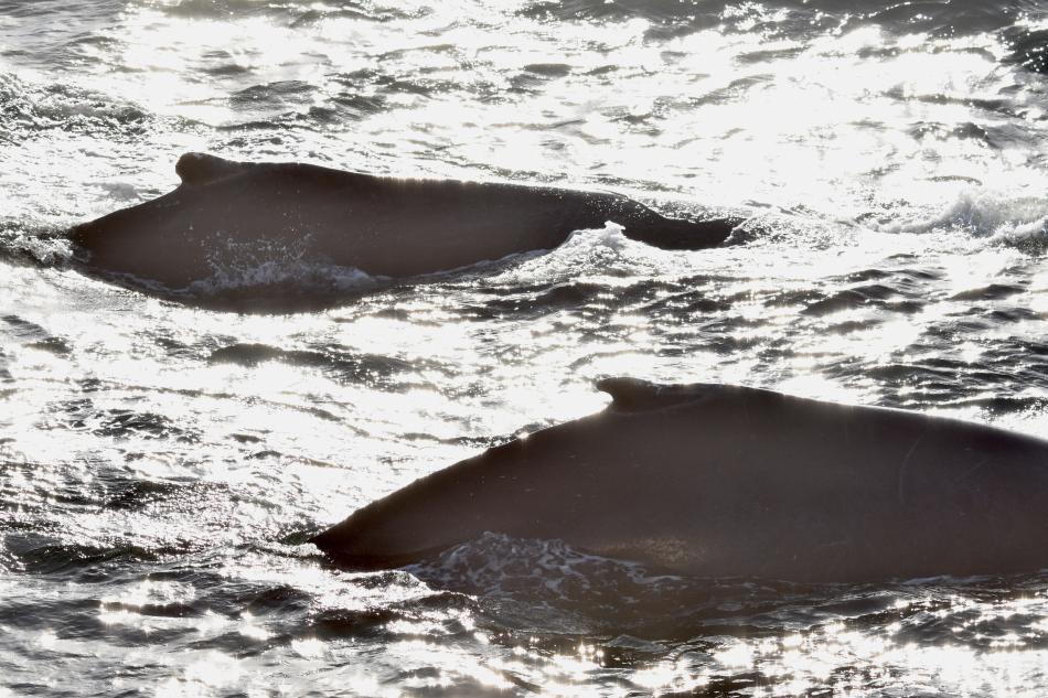 humpback whales
