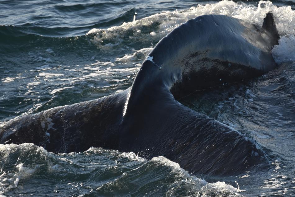 humpback whale fluke