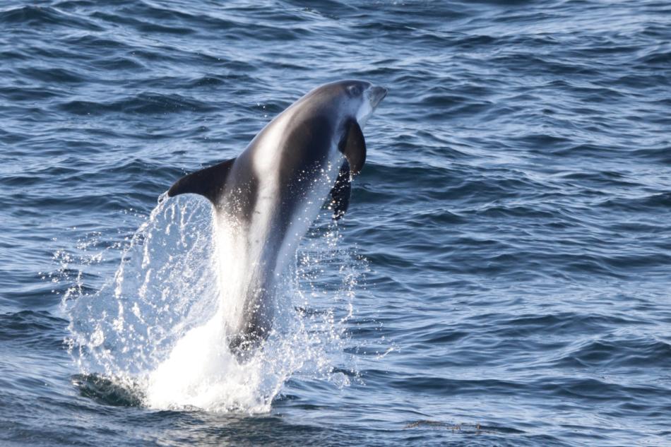 white-beaked dolphin