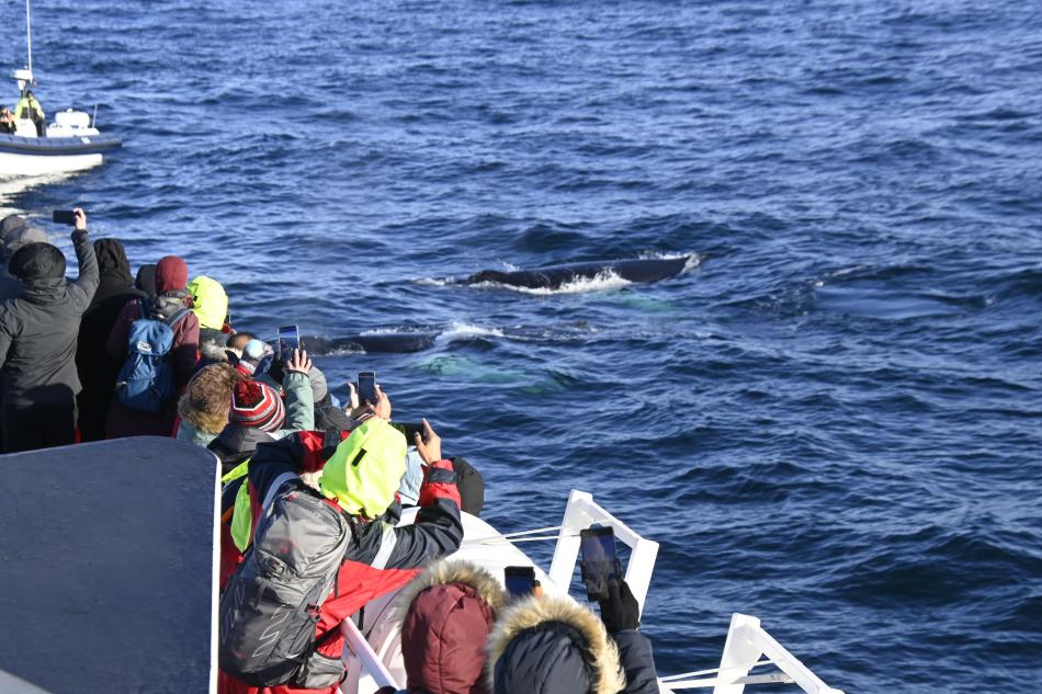 humpback whales and passengers
