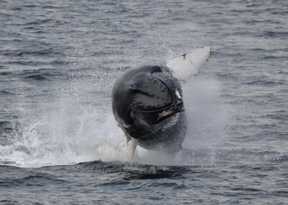 breaching humpback whale