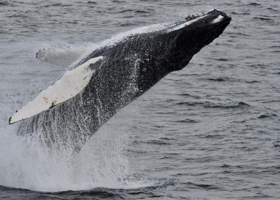 breaching humpback whale