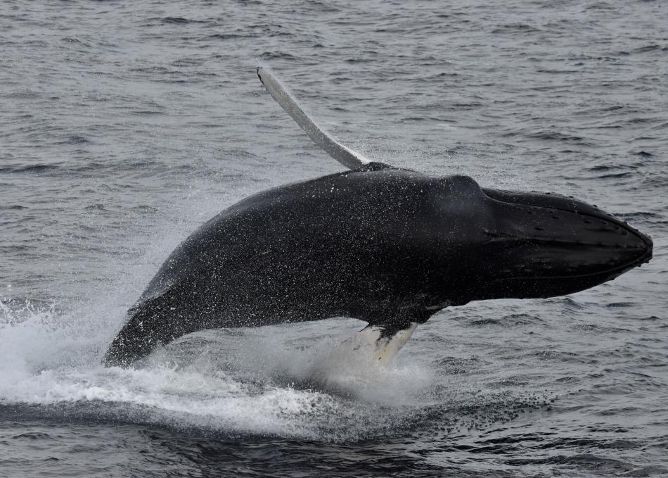 breaching humpback whale