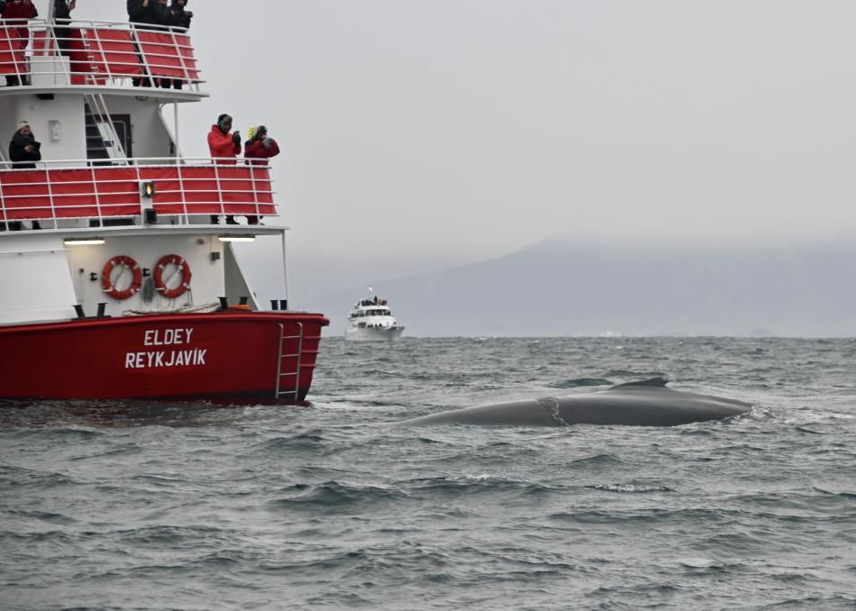 humpback whale next to boat Eldey