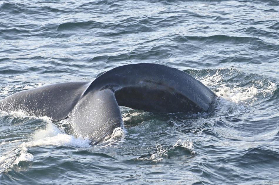 humpback whale fluke