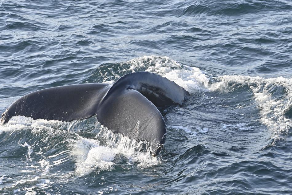 humpback whale fluke