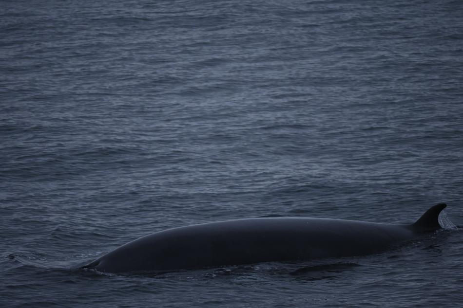 minke whale