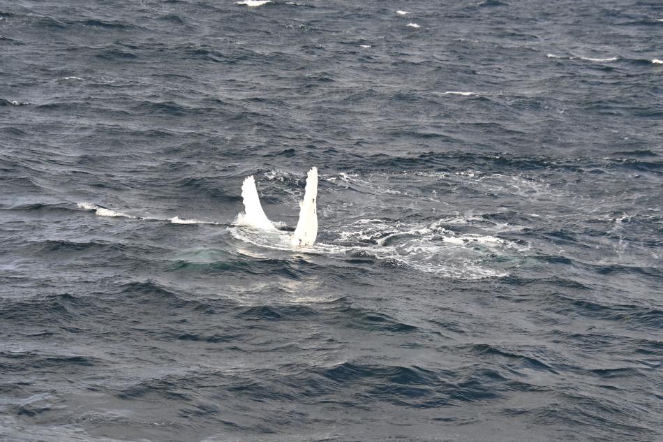 humpback whale pectoral fins