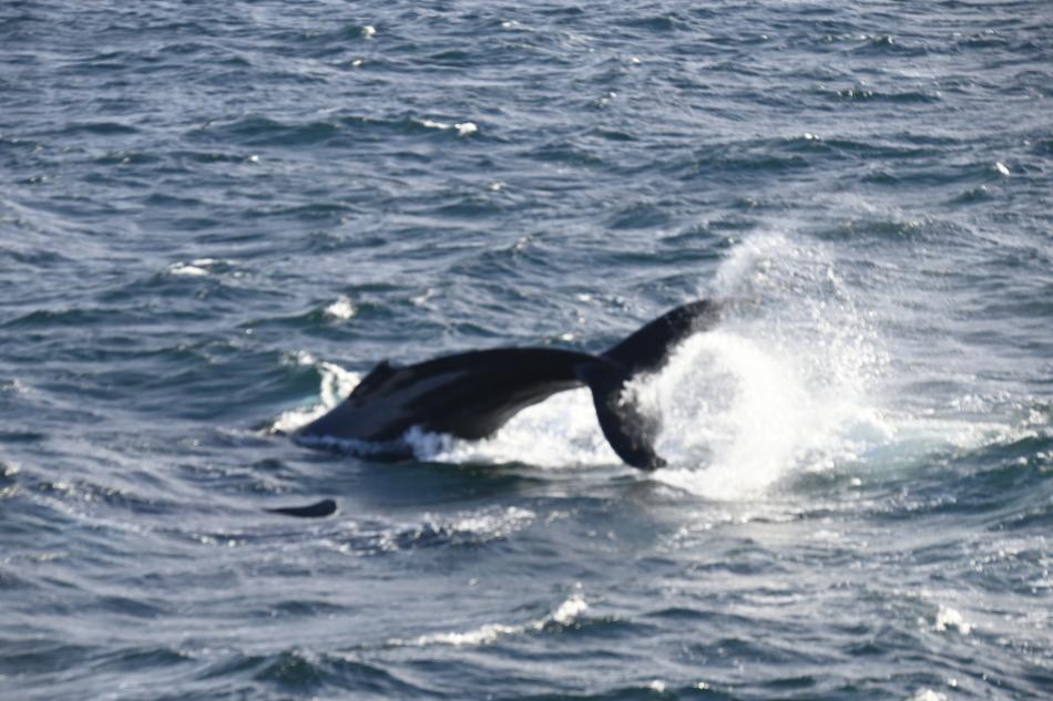 humpback whale peduncle throwing