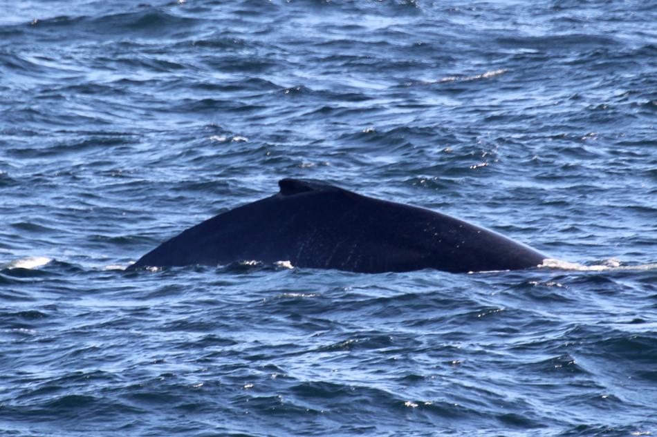 humpback whale