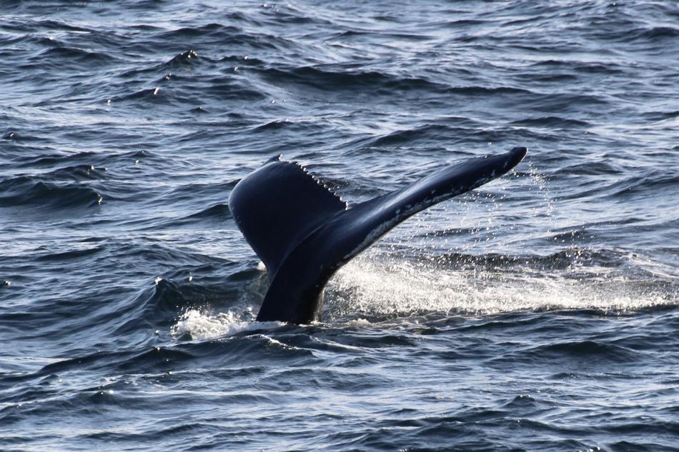 humpback whale fluke