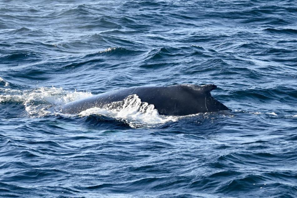 humpback whale