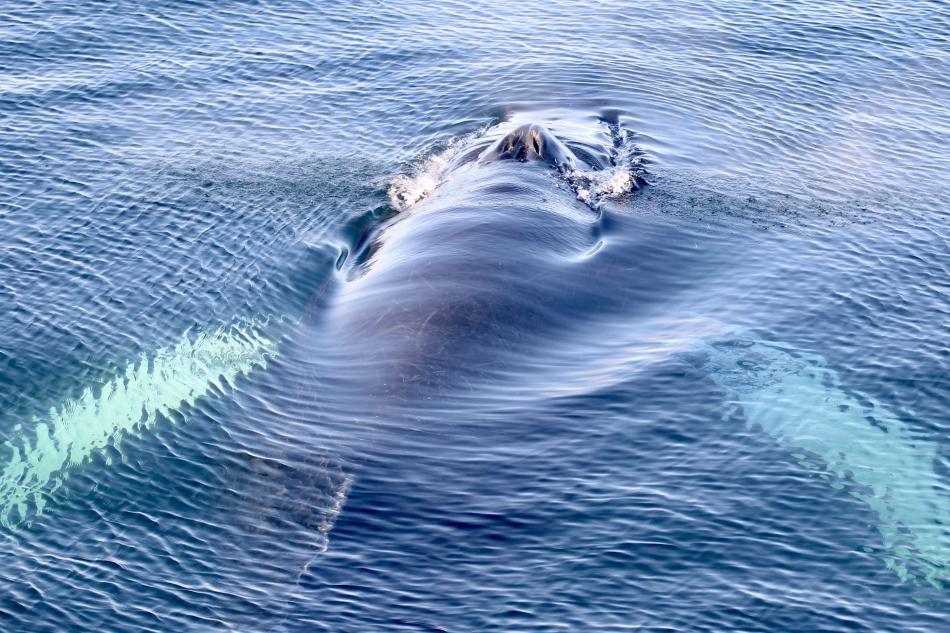 humpback whale