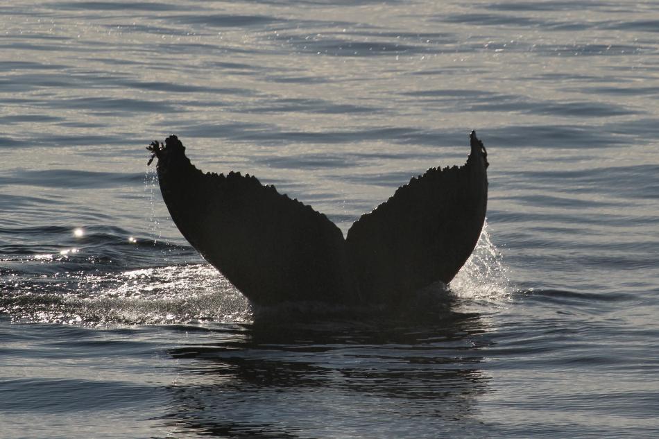humpback whale fluke