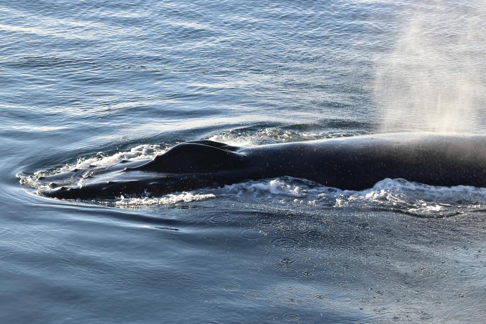 humpback whale