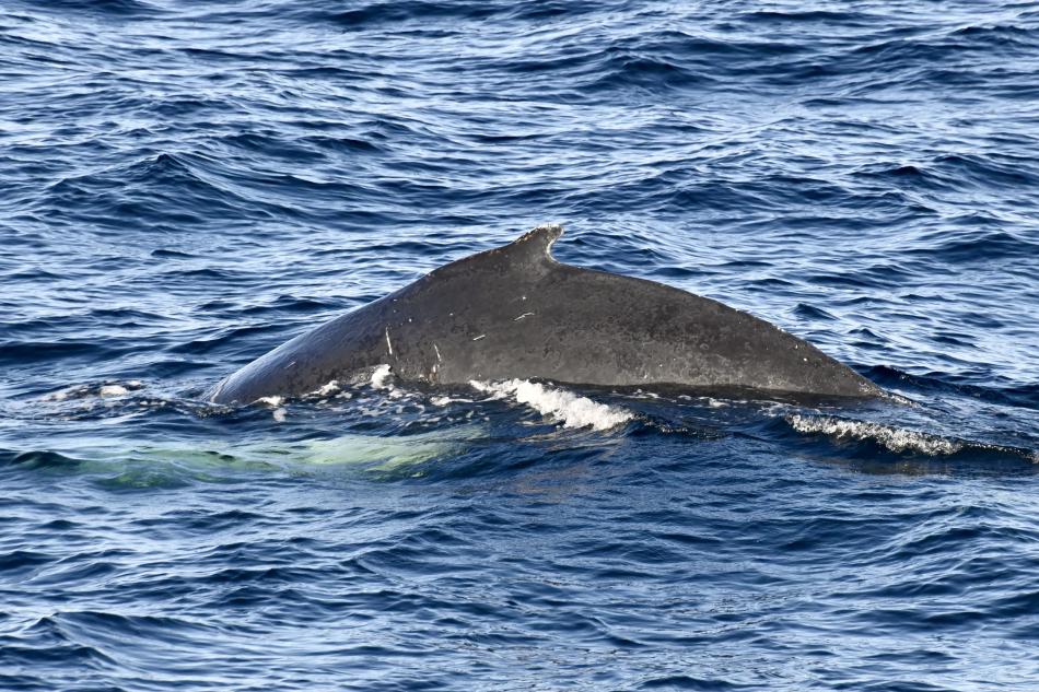 humpback whale