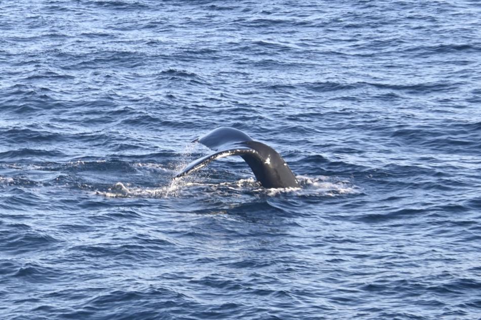 humpback whale