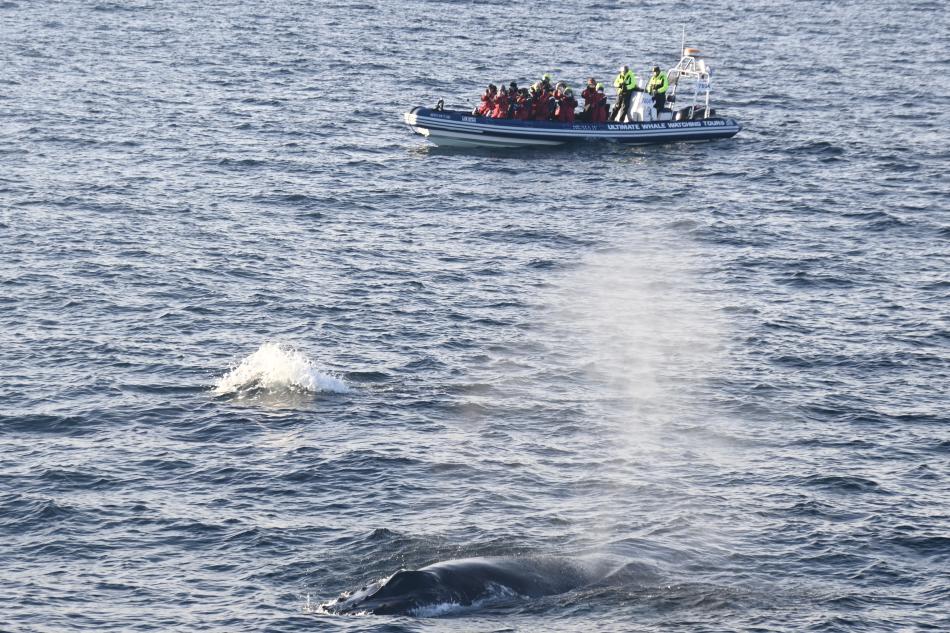 humpback whale and rib boat