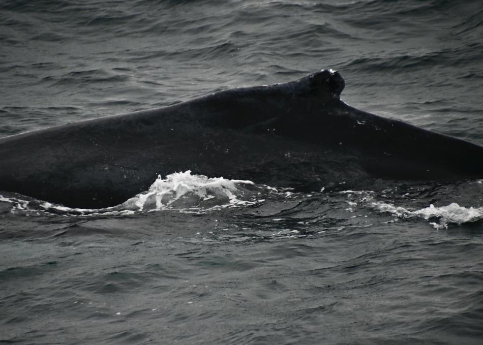humpback whale