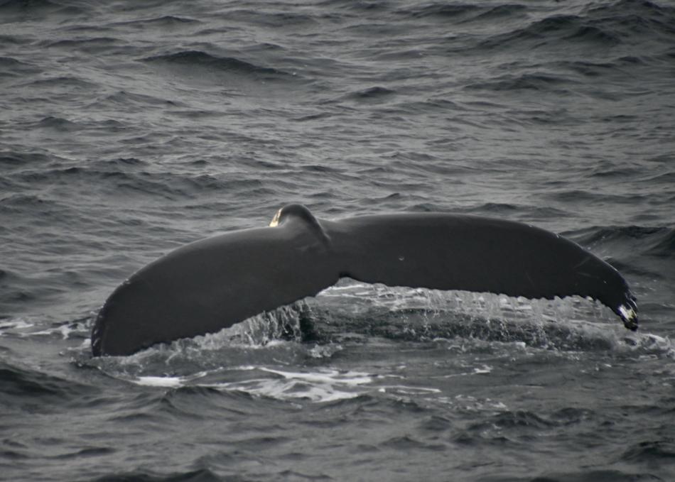 humpback whale fluke
