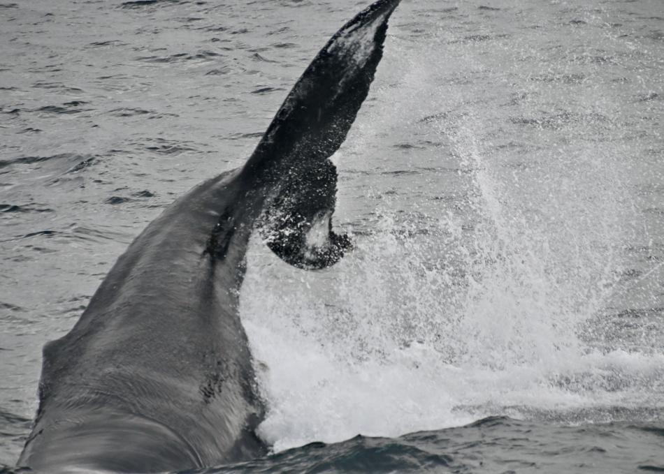 humpback whale fluke