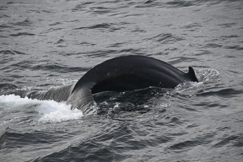 humpback whale