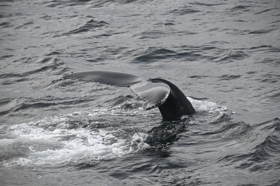 humpback whale fluke