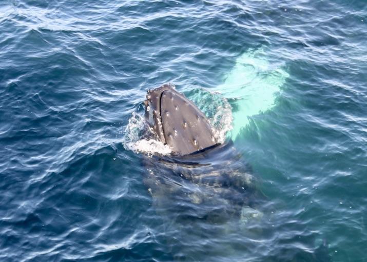 humpback whale spy hopping