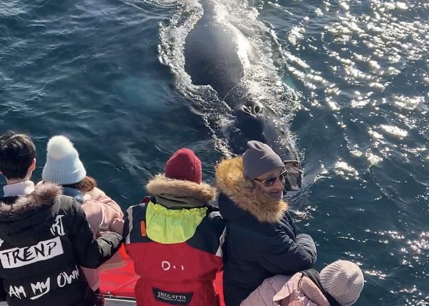 humpback whale and passengers
