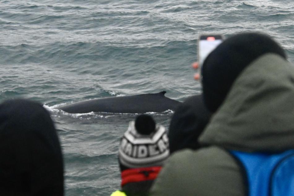 humpback whale and passengers