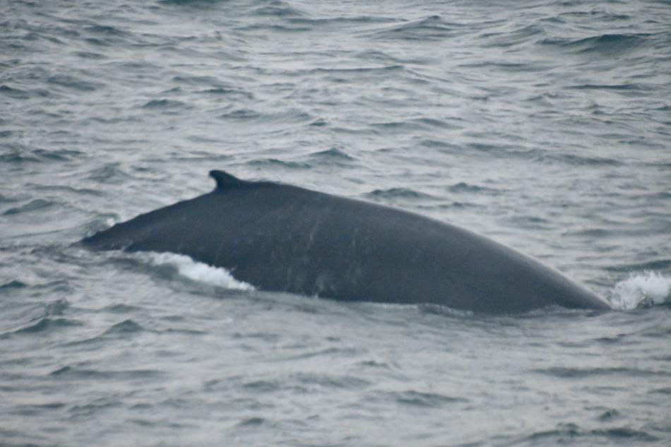 humpback whale dorsal fin