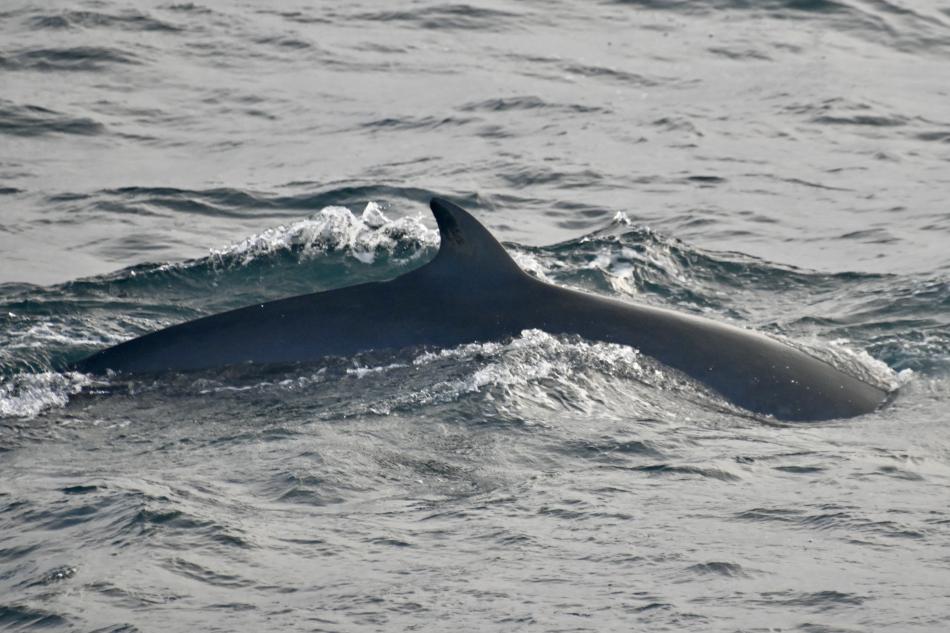 minke whale