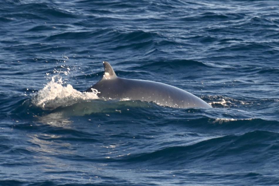 minke whale