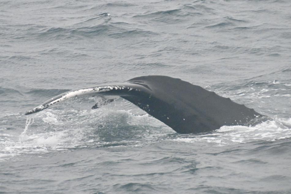 humpback whale