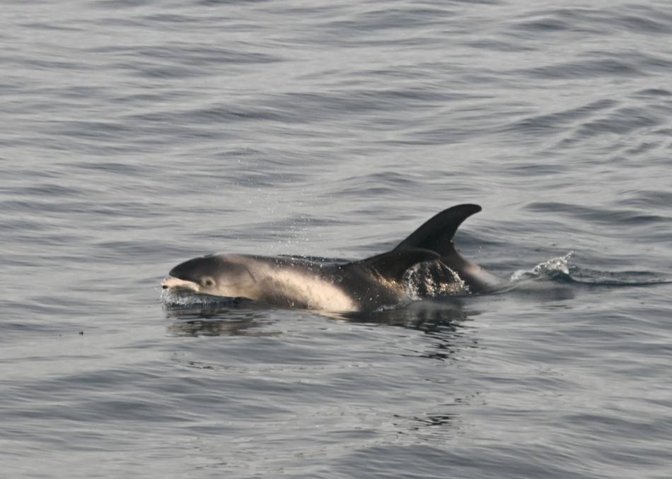 white-beaked dolphins