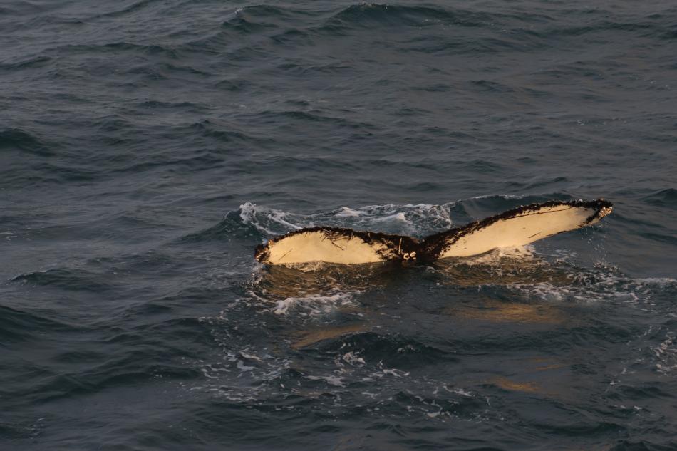 humpback whale fluke