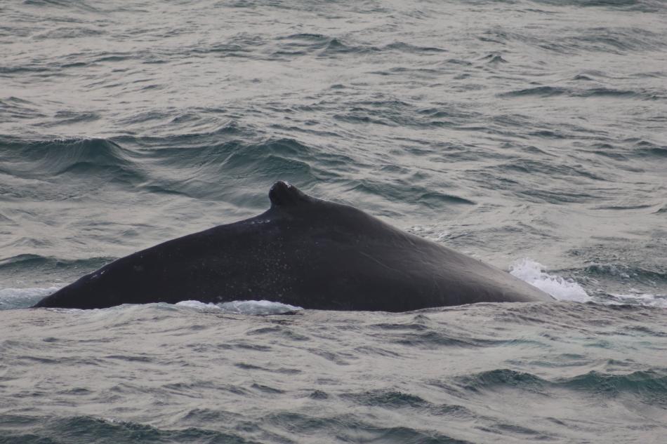 humpback whale dorsal fin