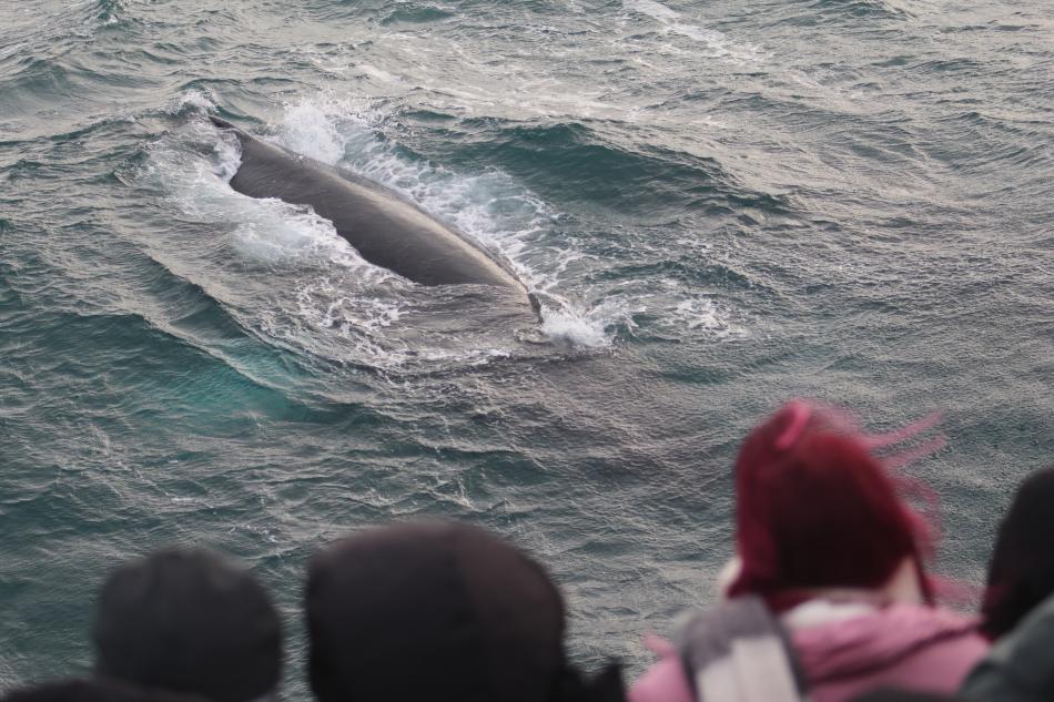 humpback whale and passengers