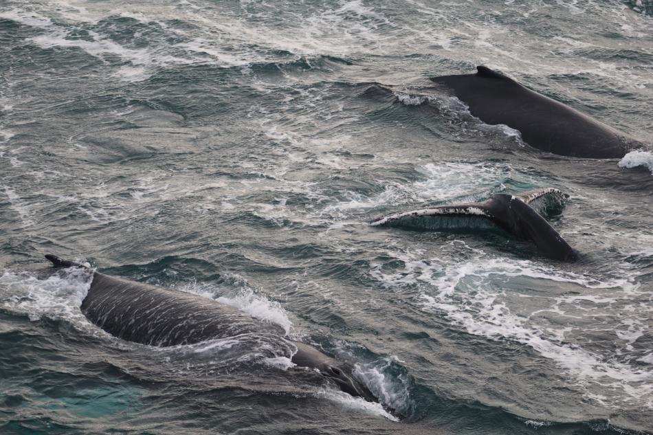 humpback whales
