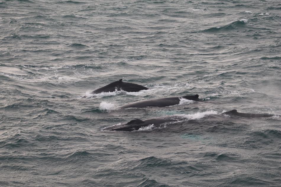 humpback whales