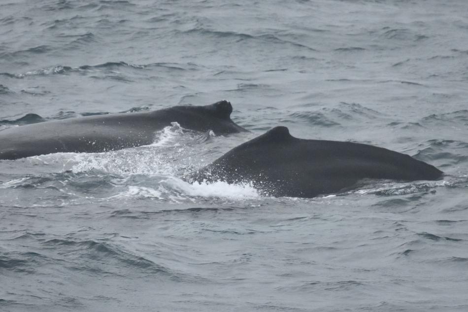 humpback whales
