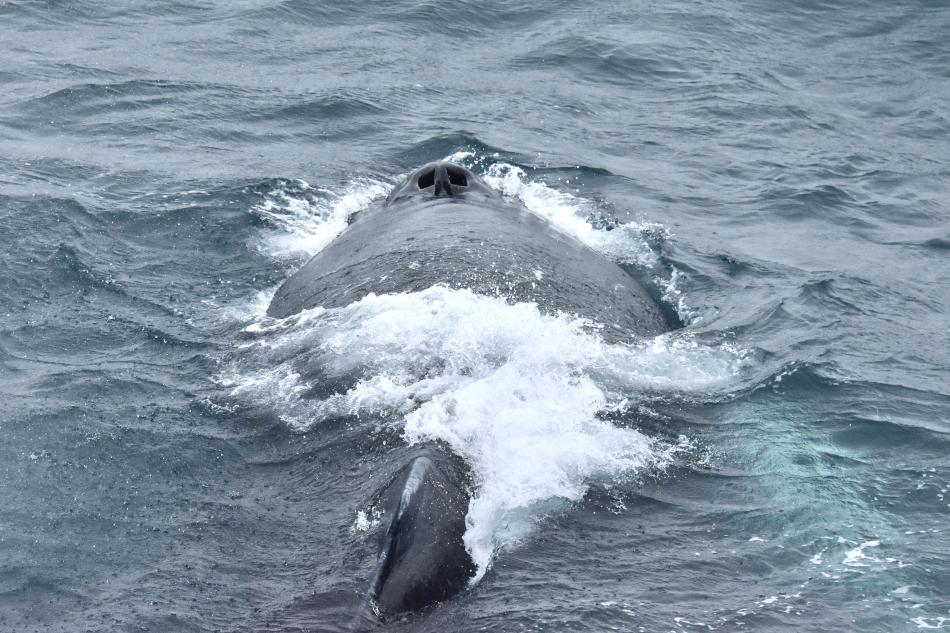 humpback whale
