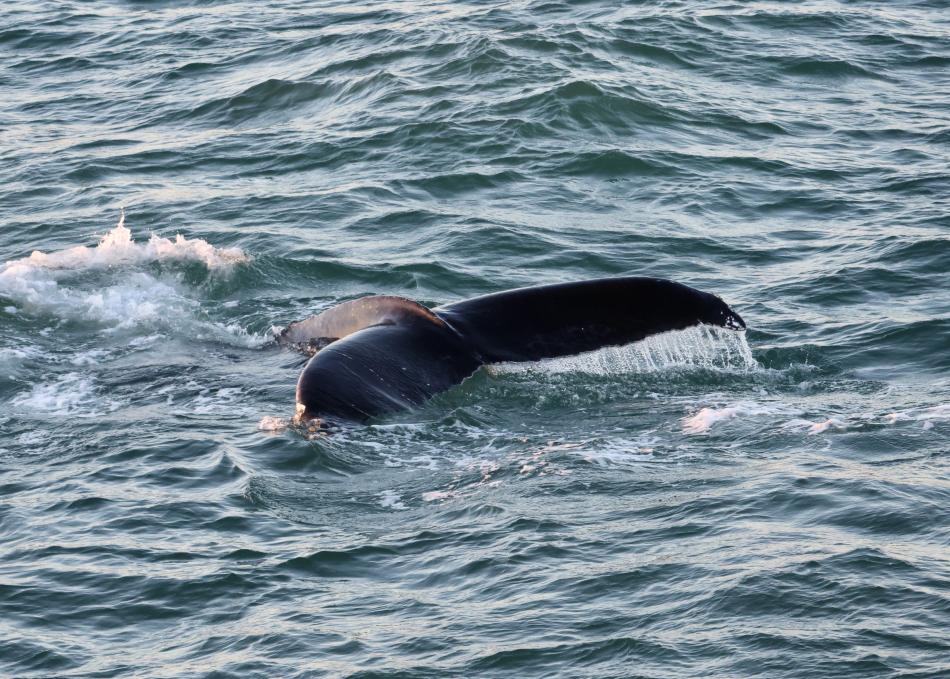 humpback whale fluke