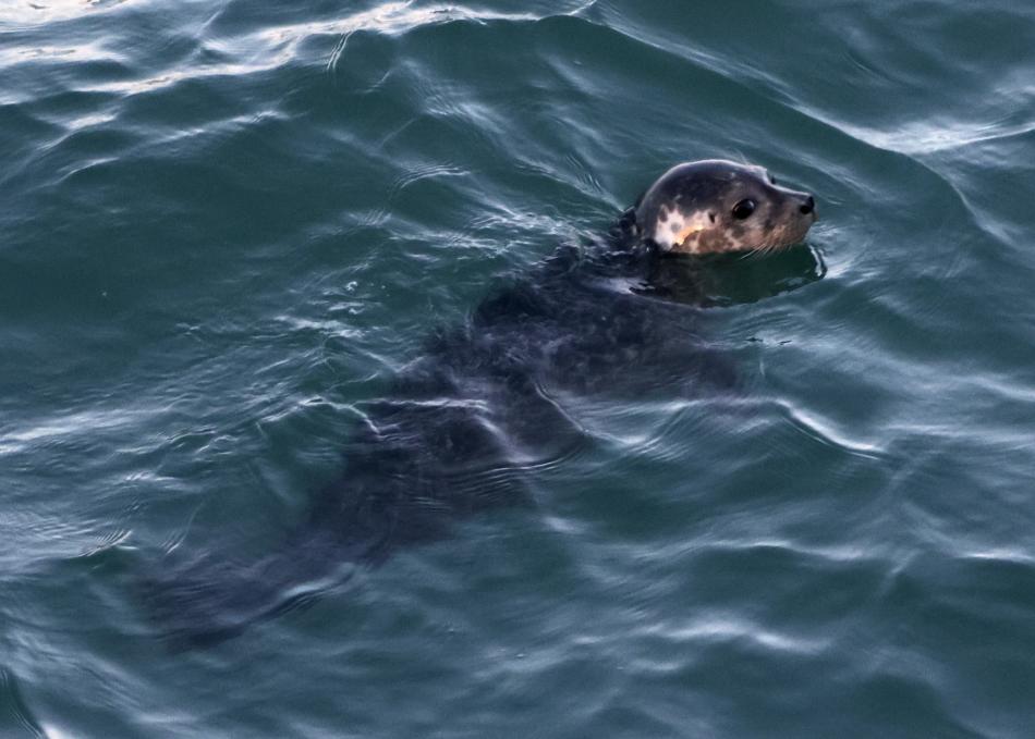 harbour seal
