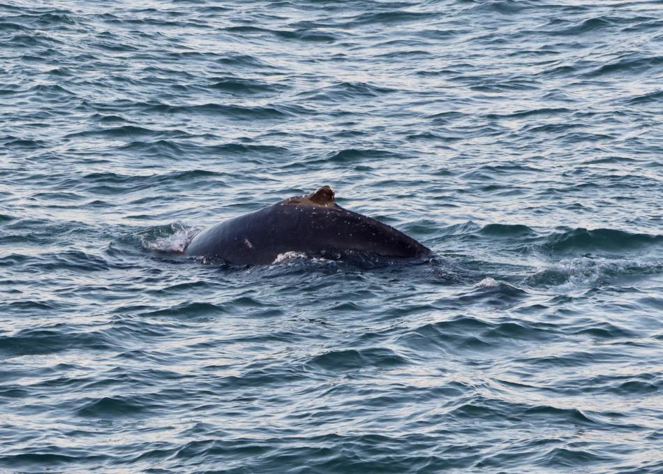 humpback whale dorsal fin