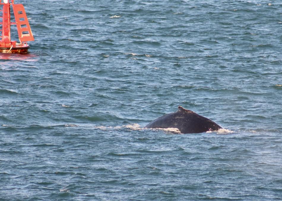 humpback whale