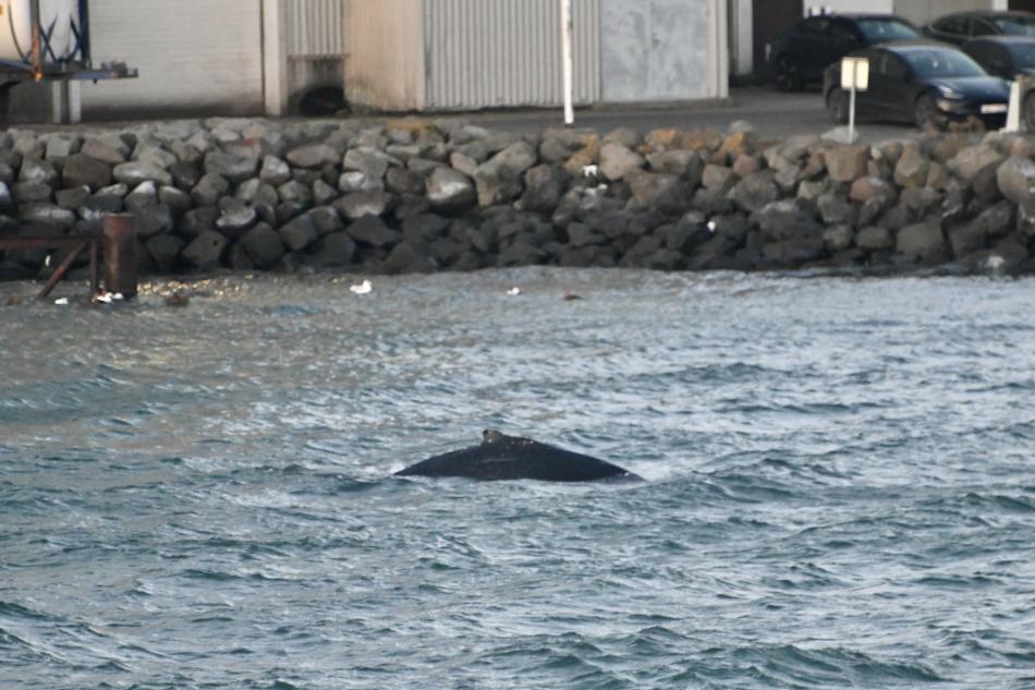 humpback whale near land